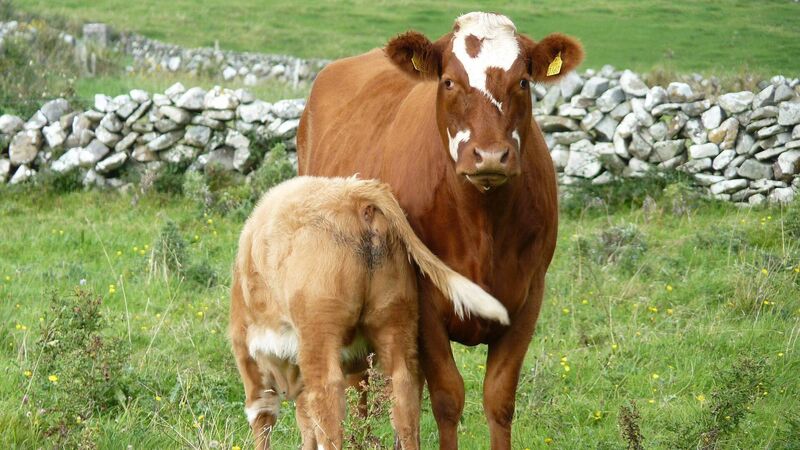 REAP interest shows willingness of farmers to improve environmental conditions of land 