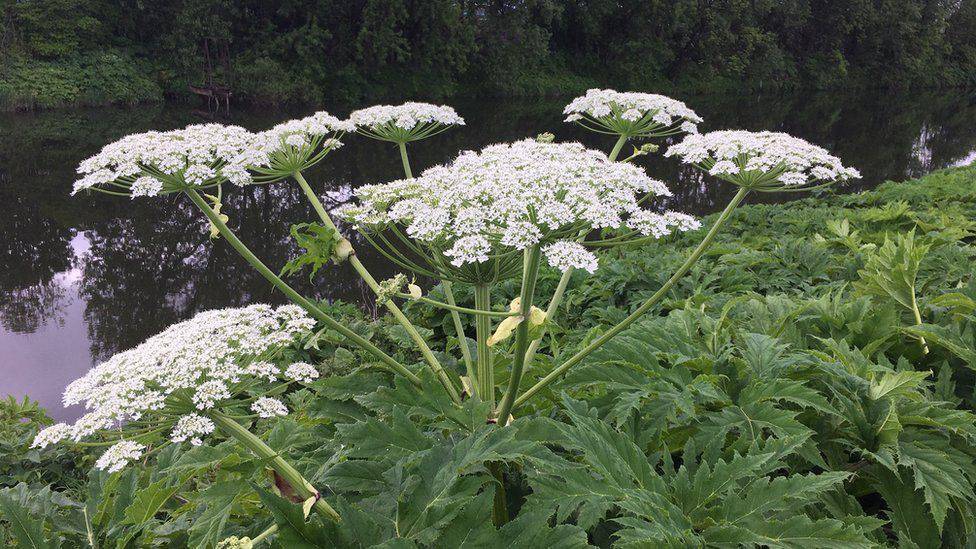 Public warned of dangers of giant weed which causes blisters and serious burns
