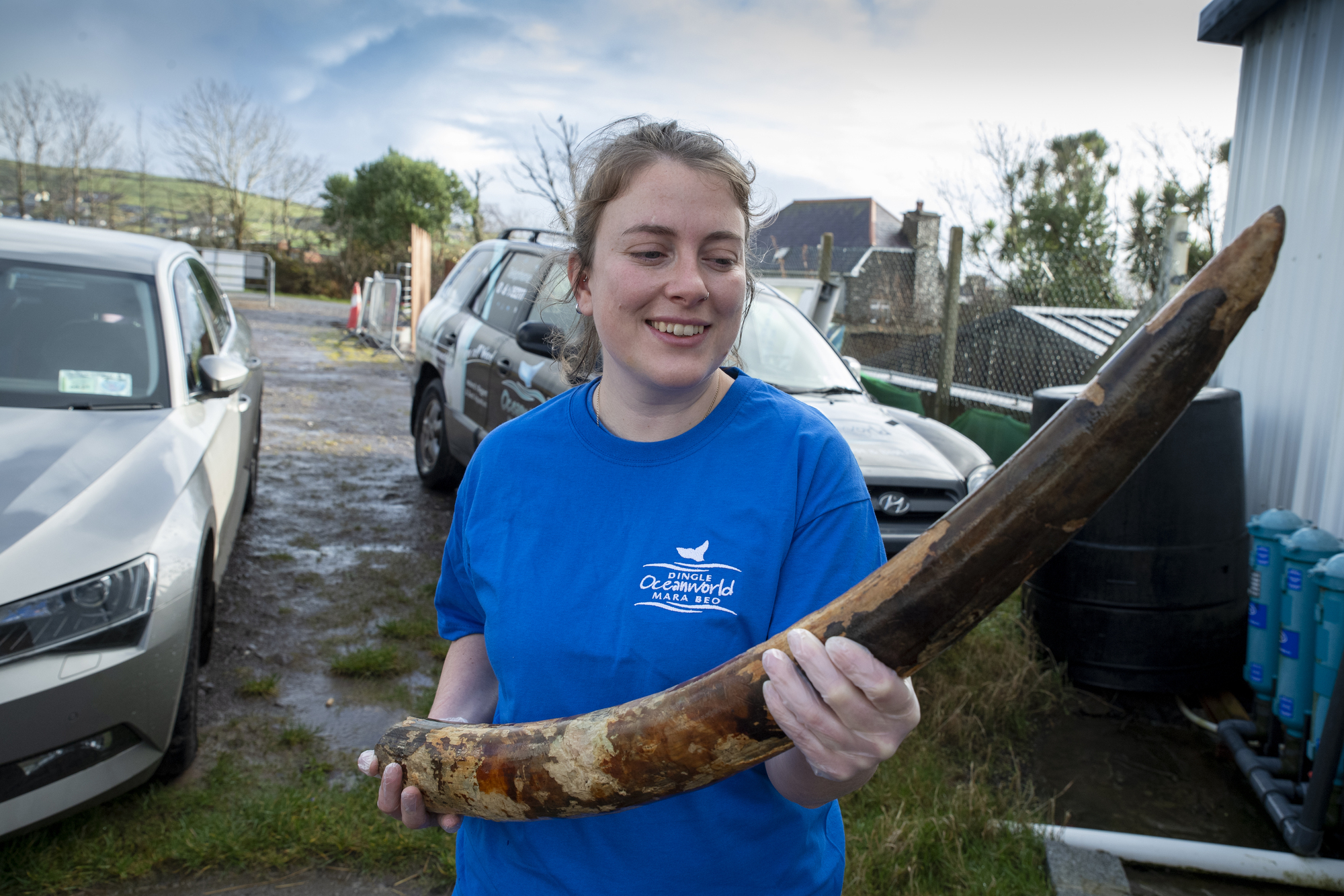 Elephant tusks from 'slave ship' recovered off Dingle coast 