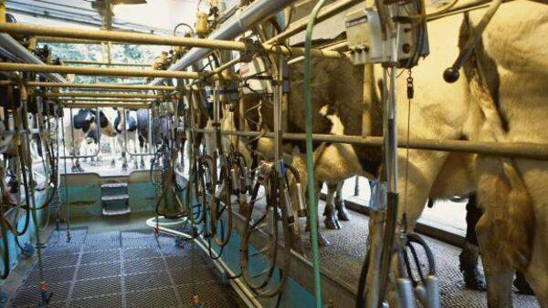 ICMSA predicts rise in milk price