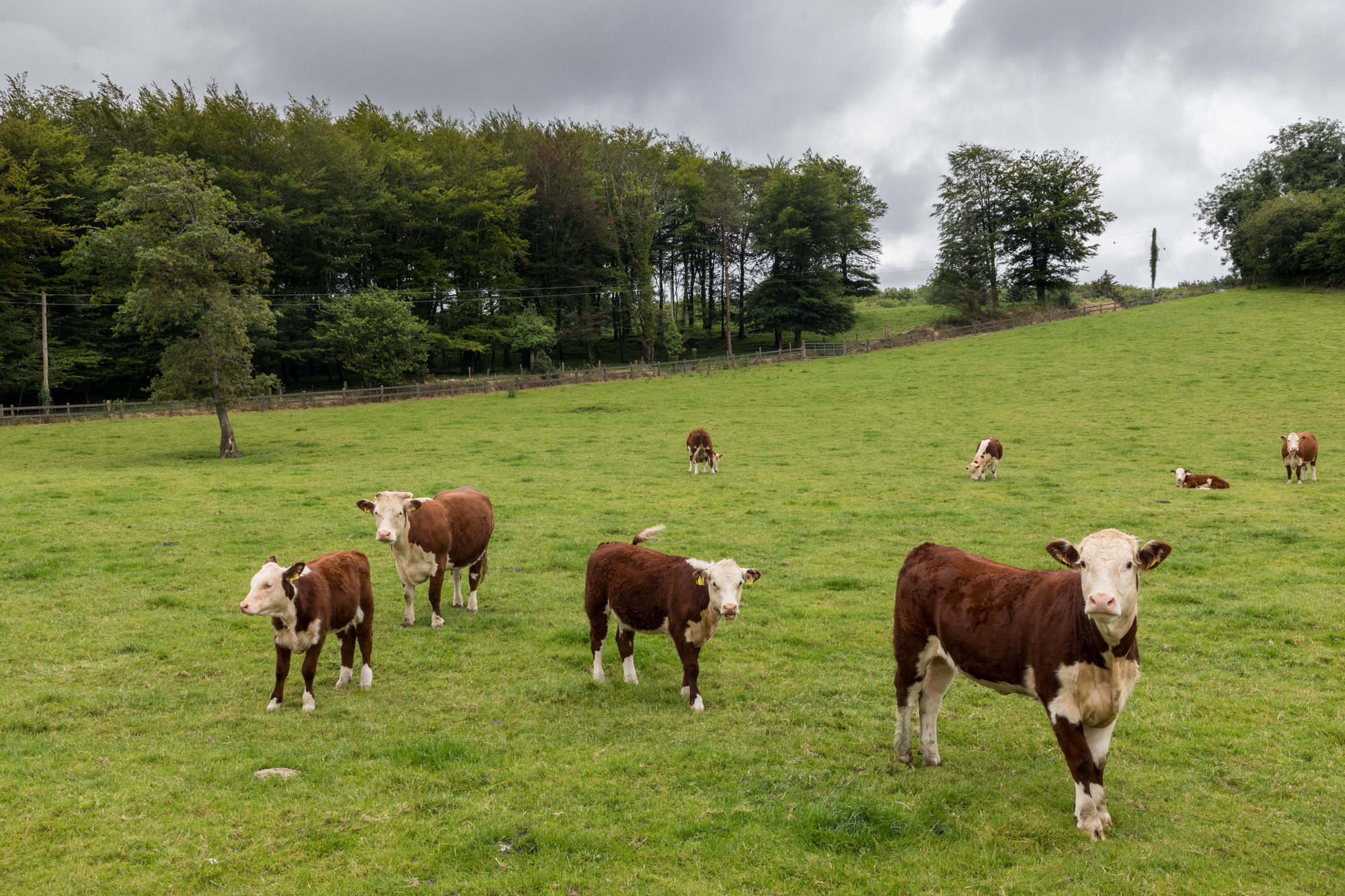 EU Promotion Policy to be revised as environmental pressures increase