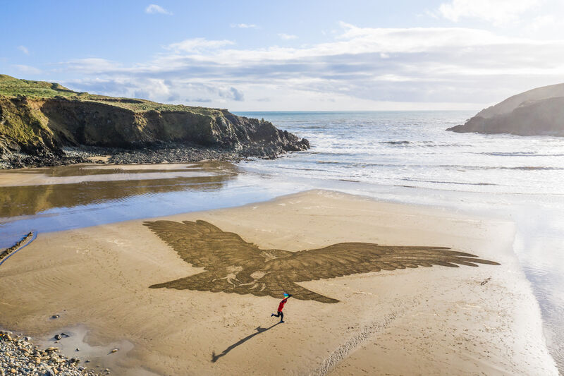 A red kite bird on Kilmurrin Cove in Co Waterford by Sean Corcoran. Picture: Naoise Culhane A red kite bird on Kilmurrin Cove in Co Waterford by Sean Corcoran. Picture: Naoise Culhane