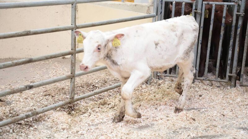 Mart Report: The British, the great supporters of Irish beef