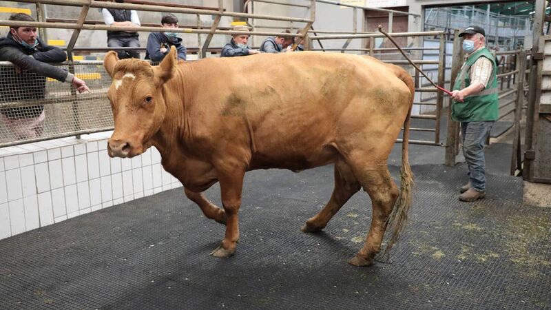 Increased beef cattle prices will be supported by reduced supplies in 2021