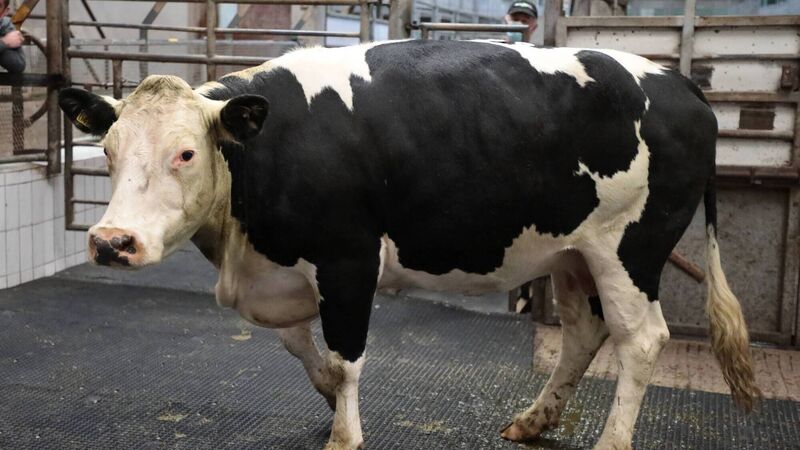 Producers benefit as beef prices continue to strengthen