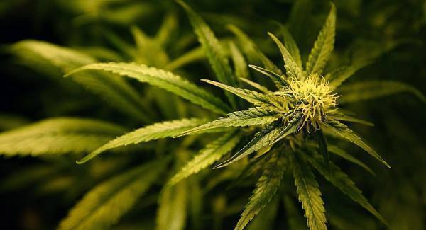Three detained in separate Clare drug busts
