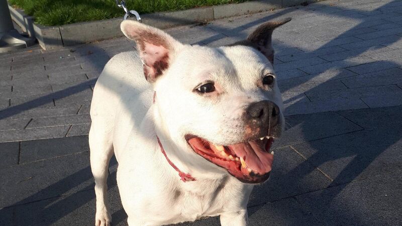 Dog's bid to become mayor of Limerick is poo-pooed 