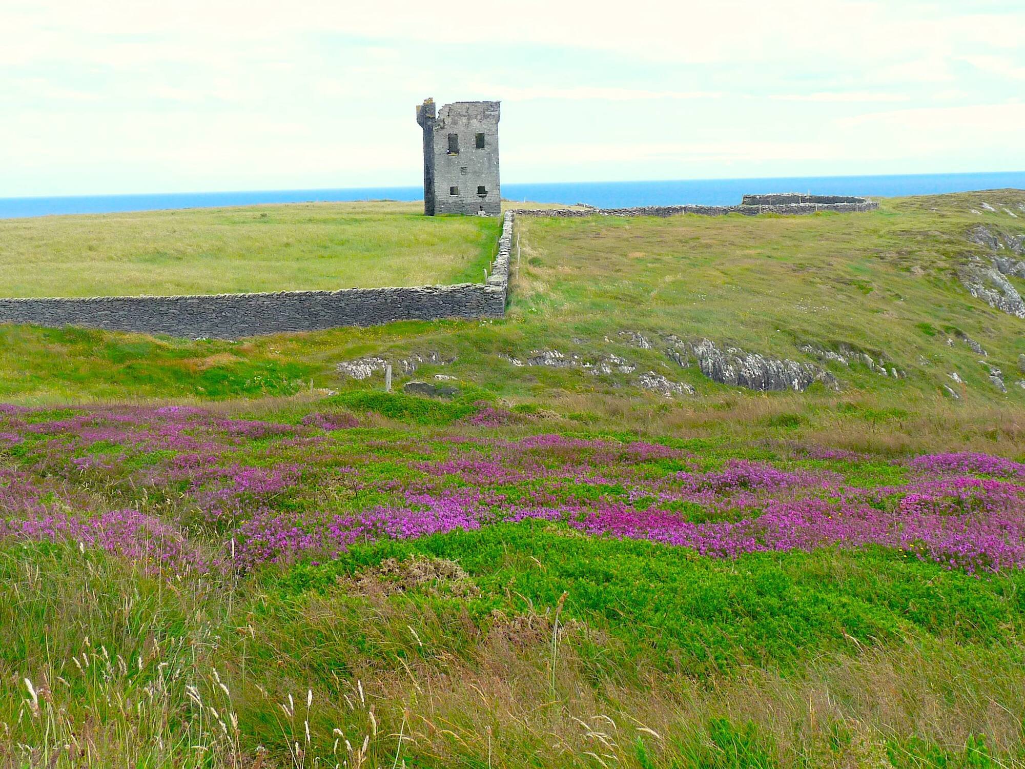 Heather starting to flower on Seven Heads, West Cork, with ruined tower, built 1804-1806 as a lookout for the threat of the Napoleonic fleet arriving to invade Ireland.