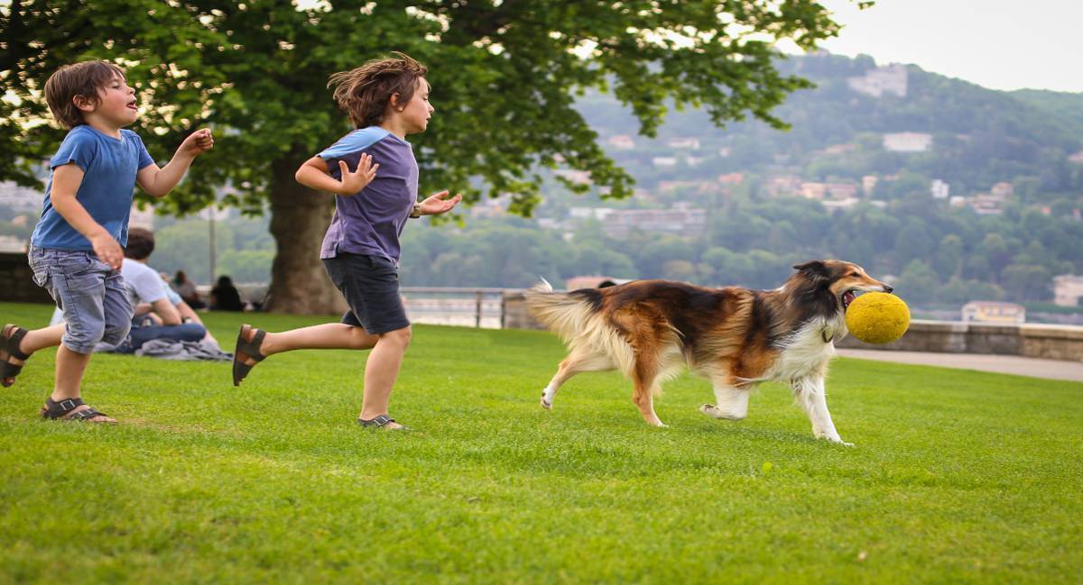 Charity sees 200% increase in people trying to surrender their dogs 