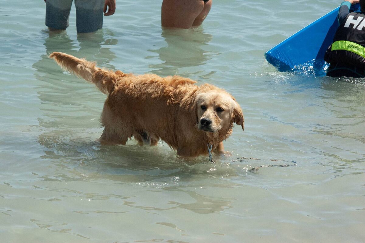 Warning signs for heatstroke in pets include excessive panting, dry or pale gums, increased heart rate and weakness, stupor or collapse.