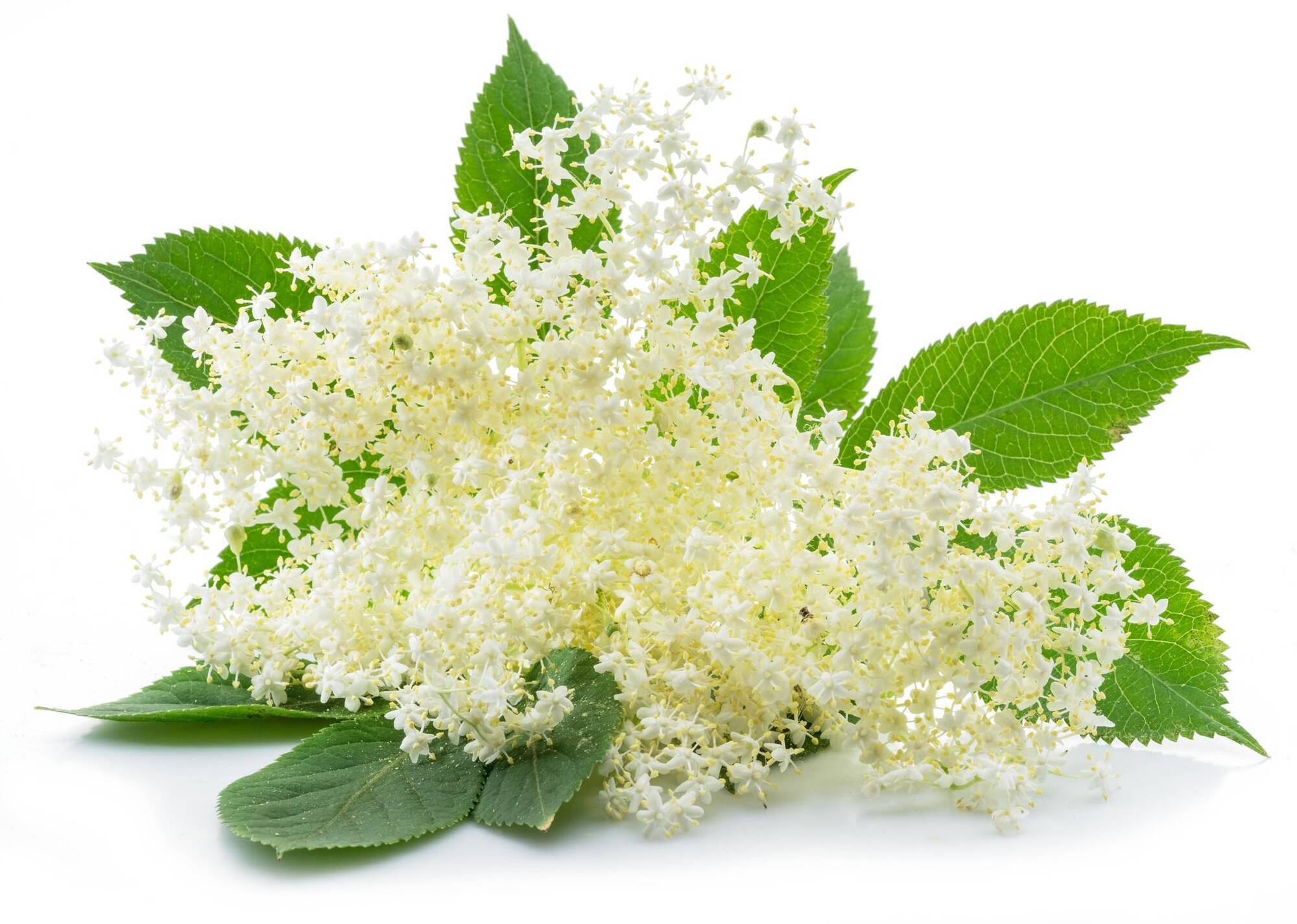 Natural health: Elderflower infusion for summer colds and hay fever