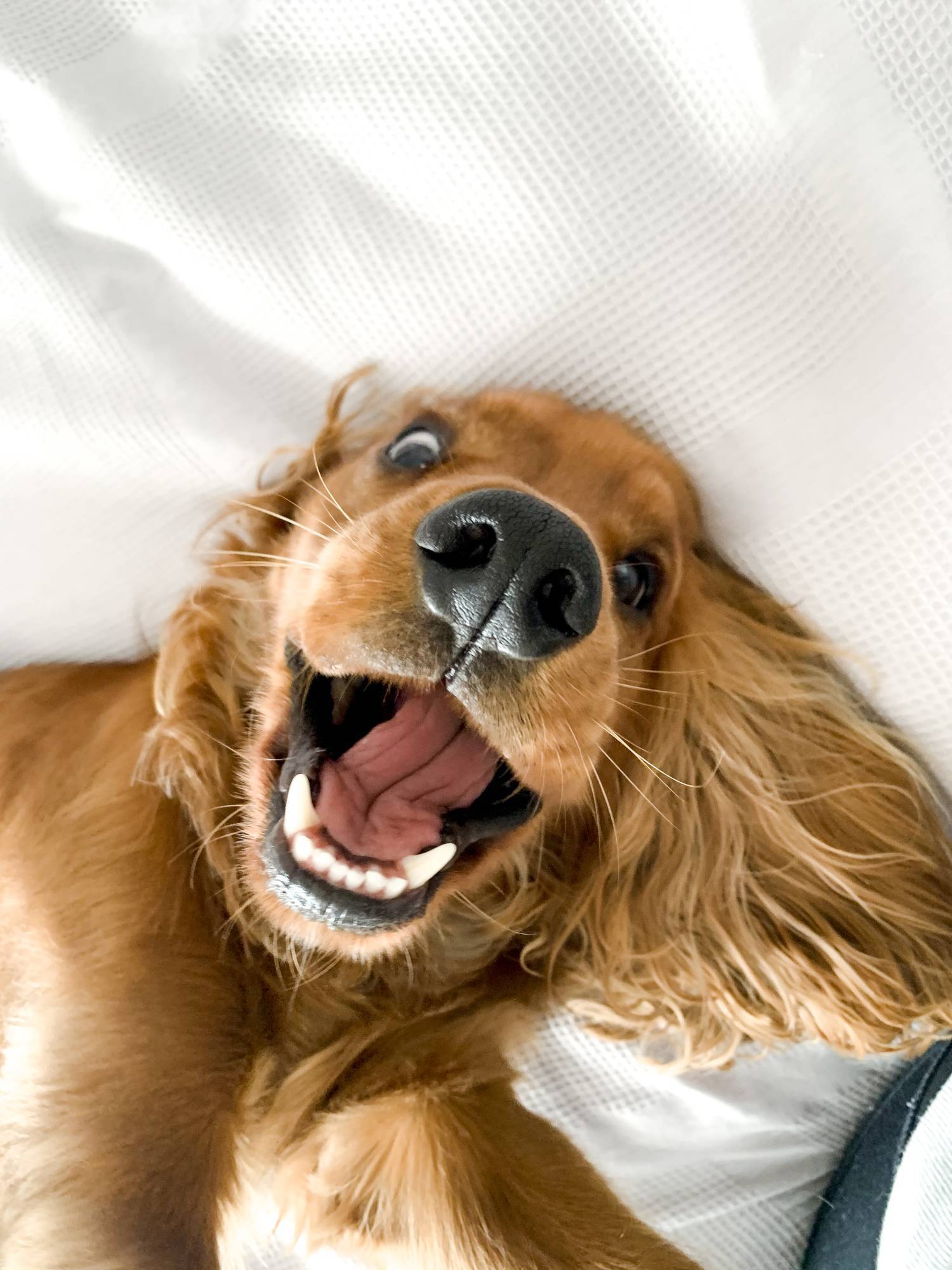 Sex File: My puppy hates my new boyfriend 