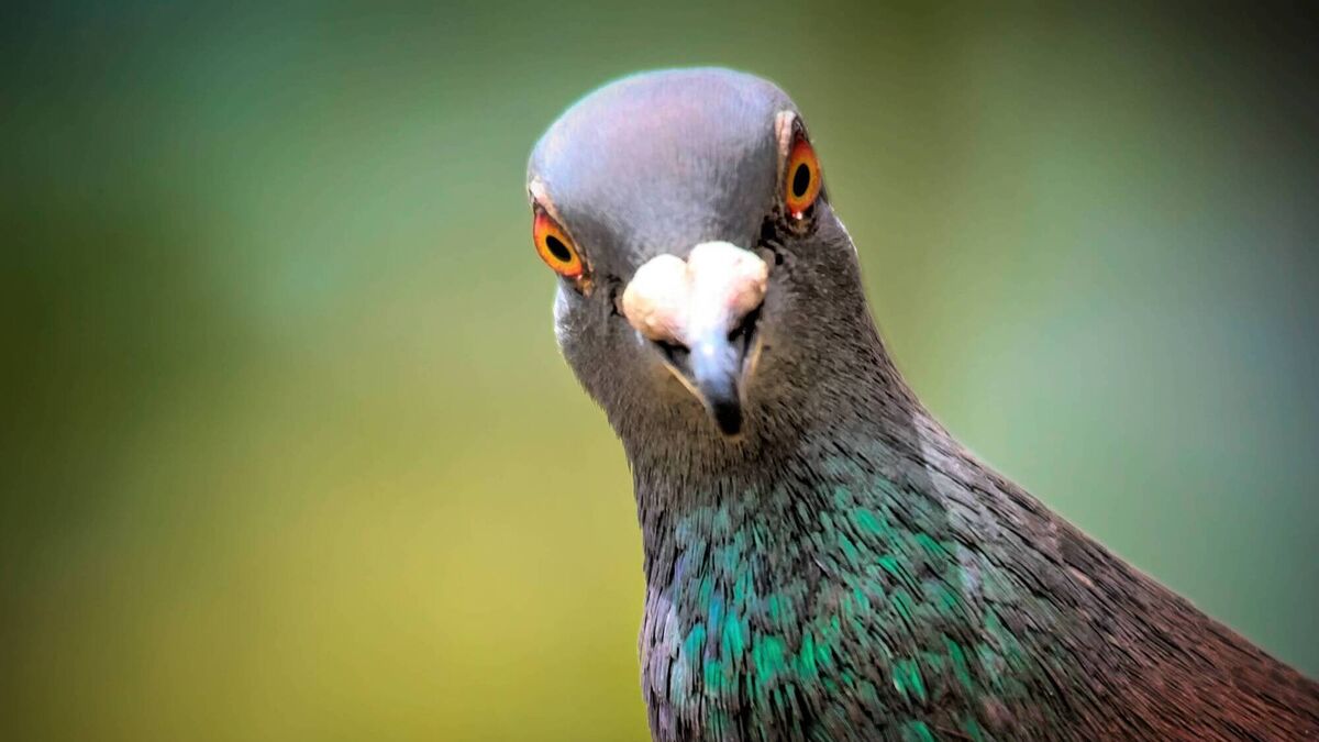 How to hold pigeons and other birds away from your house
