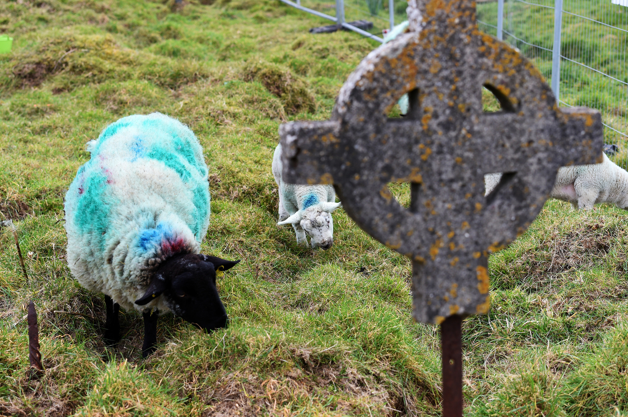 Graze diggers: Sheep uncover historic burial plots in Cork