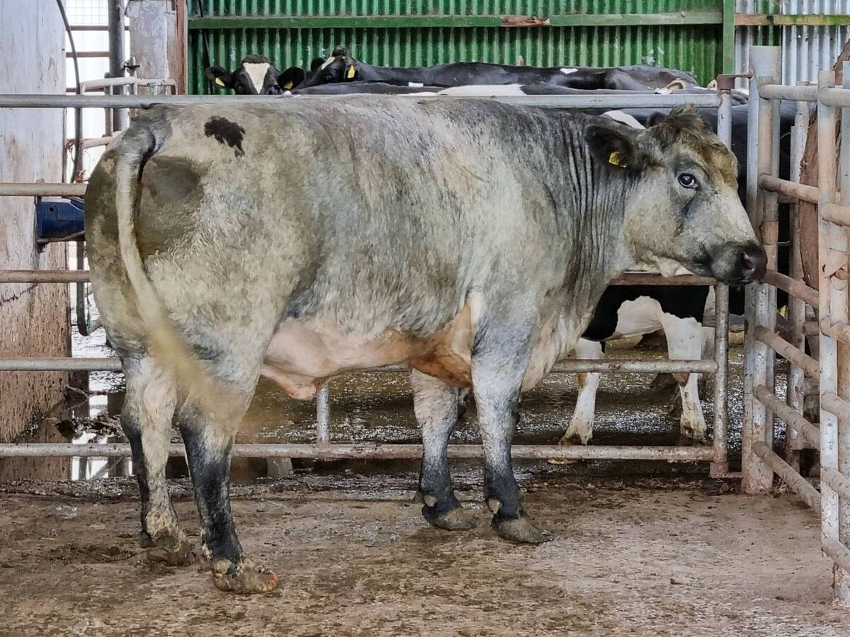 A Belgian Blue cow weighing 850kg sold for €1,800 at last Tuesday's Kanturk Mart. 
