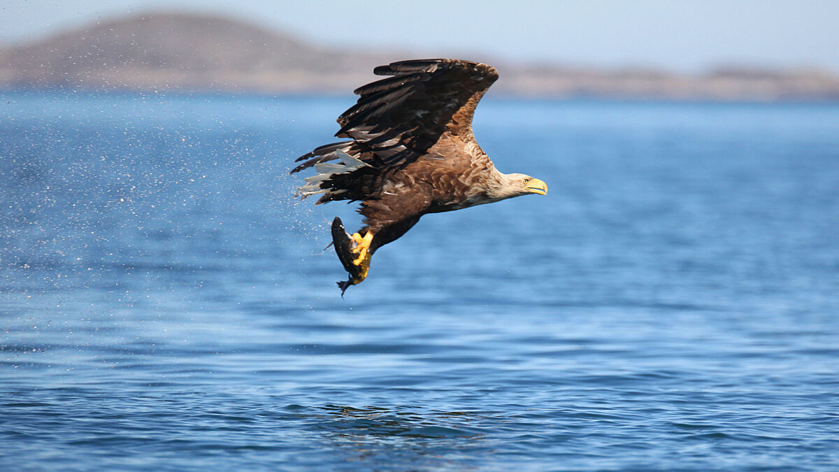 Bringing the white tailed eagle back to Irish skies