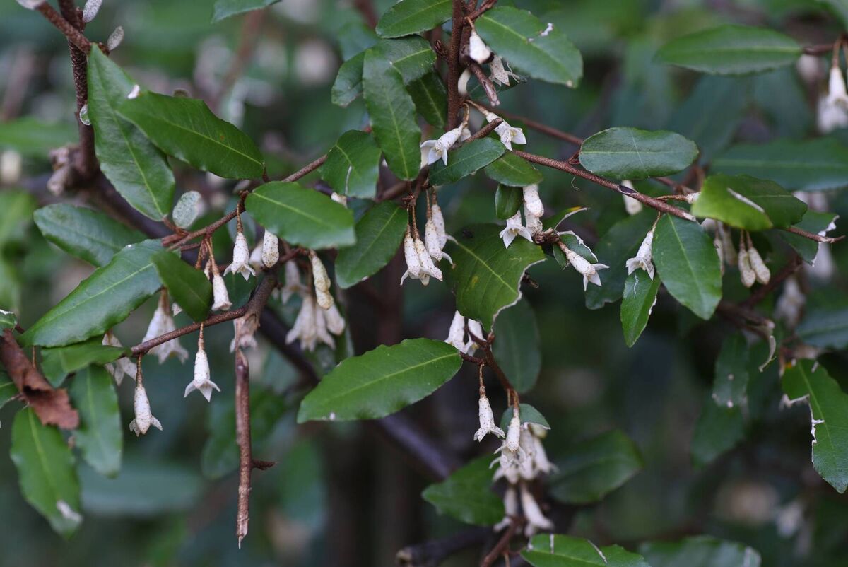 Elaeagnus pungens blooms with aromatic flowers in autumn, and ripe red fruits can be eaten in spring. Elaeagnus pungens blooms with aromatic flowers in autumn, and ripe red fruits can be eaten in spring.
