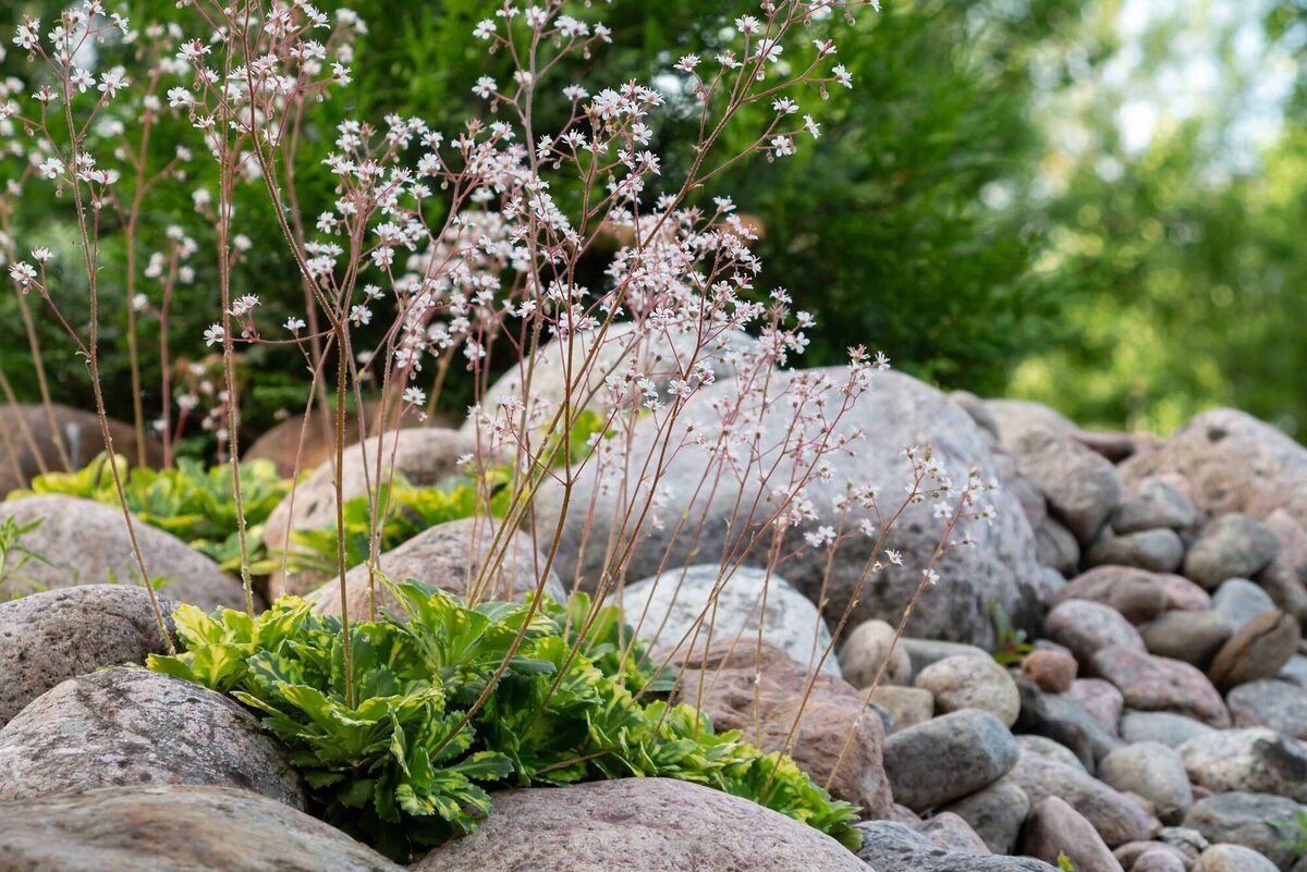 Growing Alpine plants like this Saxifraga is a great way to introduce lots of colour and variety into even the smallest of gardens. Picture: iStock
Growing Alpine plants like this Saxifraga is a great way to introduce lots of colour and variety into even the smallest of gardens. Picture: iStock