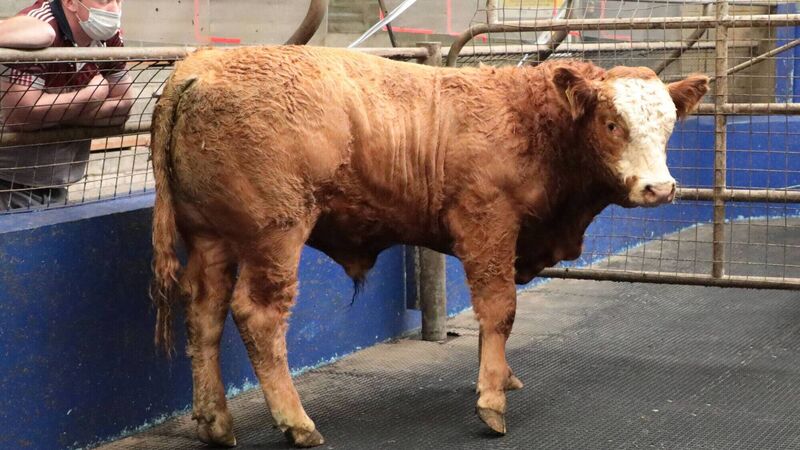 Steady trading as cattle prices are maintained at the factories