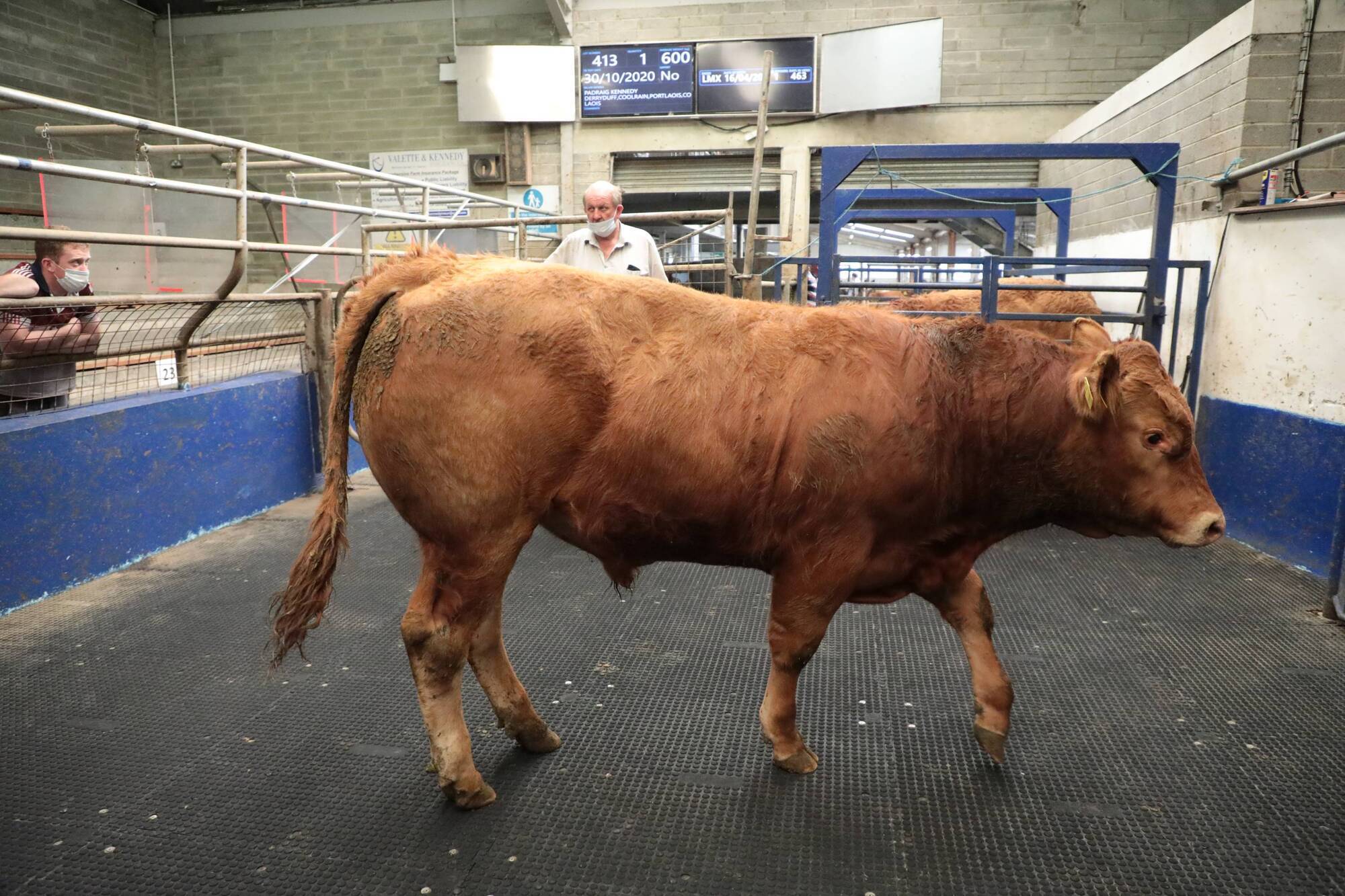 An LMX bullock born in April 2020 and weighing 600kg sold for €1,500 at Roscrea Mart last Friday. Picture: James Treacy.