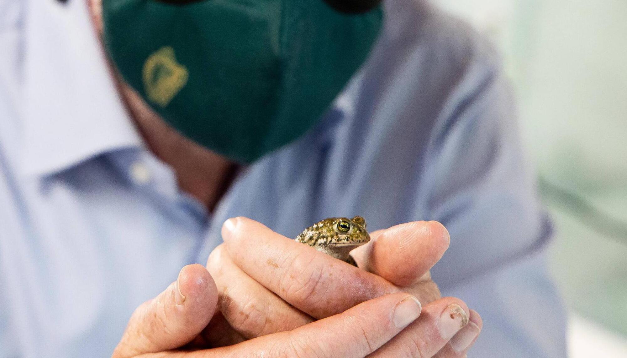500 Natterjack toadlets reared in Fota Wildlife Park released into the wild in Kerry