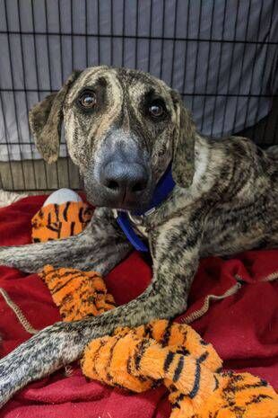 Floyd, a 1-year-old West African azawakh on Paul O’Grady: For The Love Of Dogs. Picture: ITV