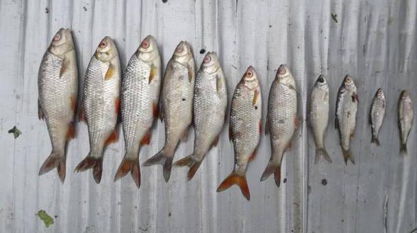Largest fish kill of the year linked to very high temperatures