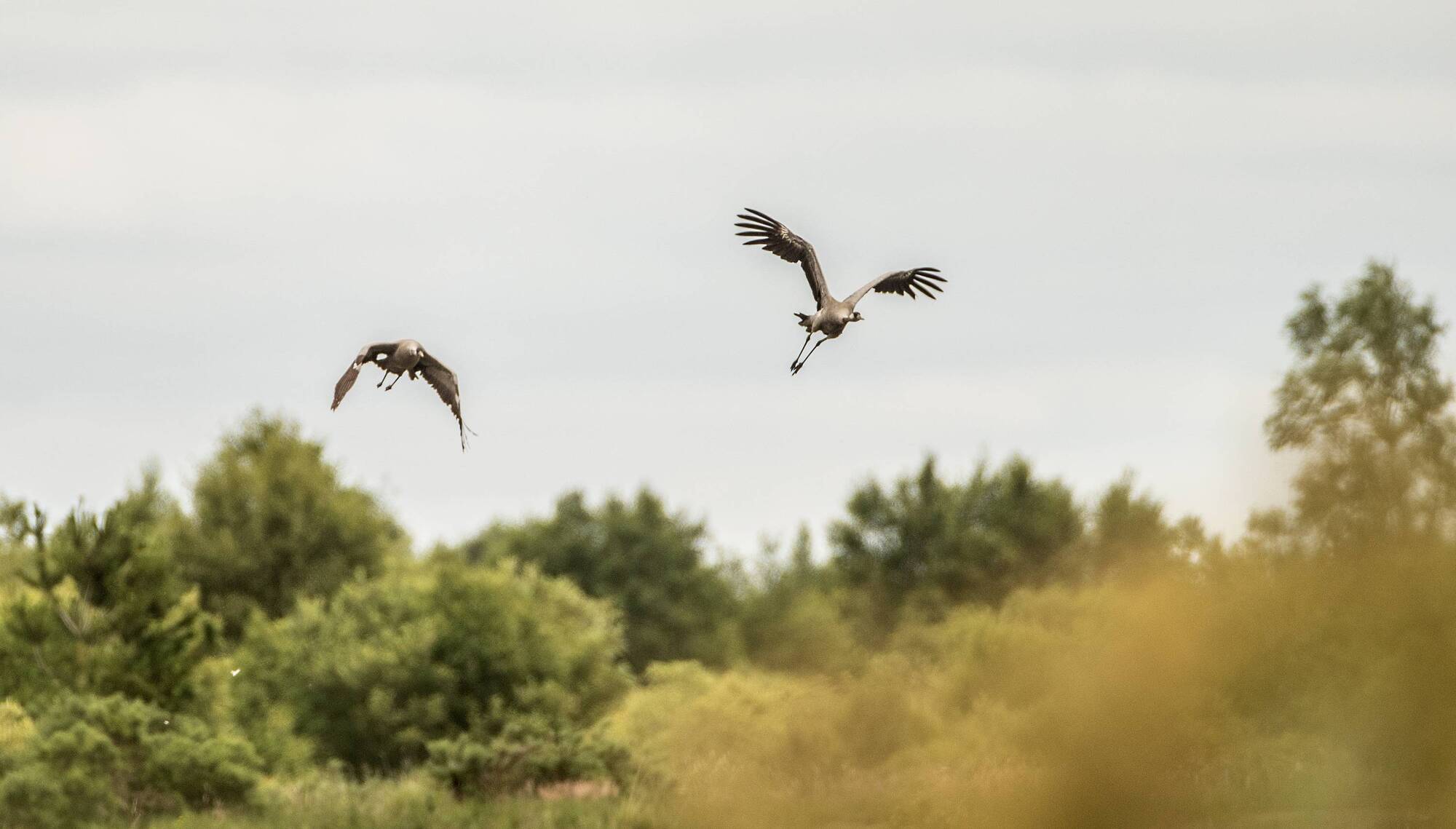 Cranes flying over Bord na Móna rewetted peatlands in the Irish midlands. Picture: James Crombie/Inpho 