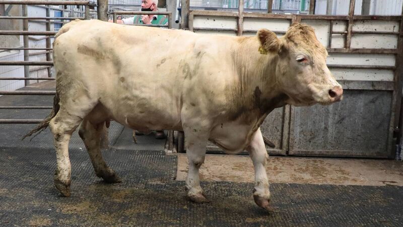 Supply and demand of cattle out of kilter but trade remains steady 