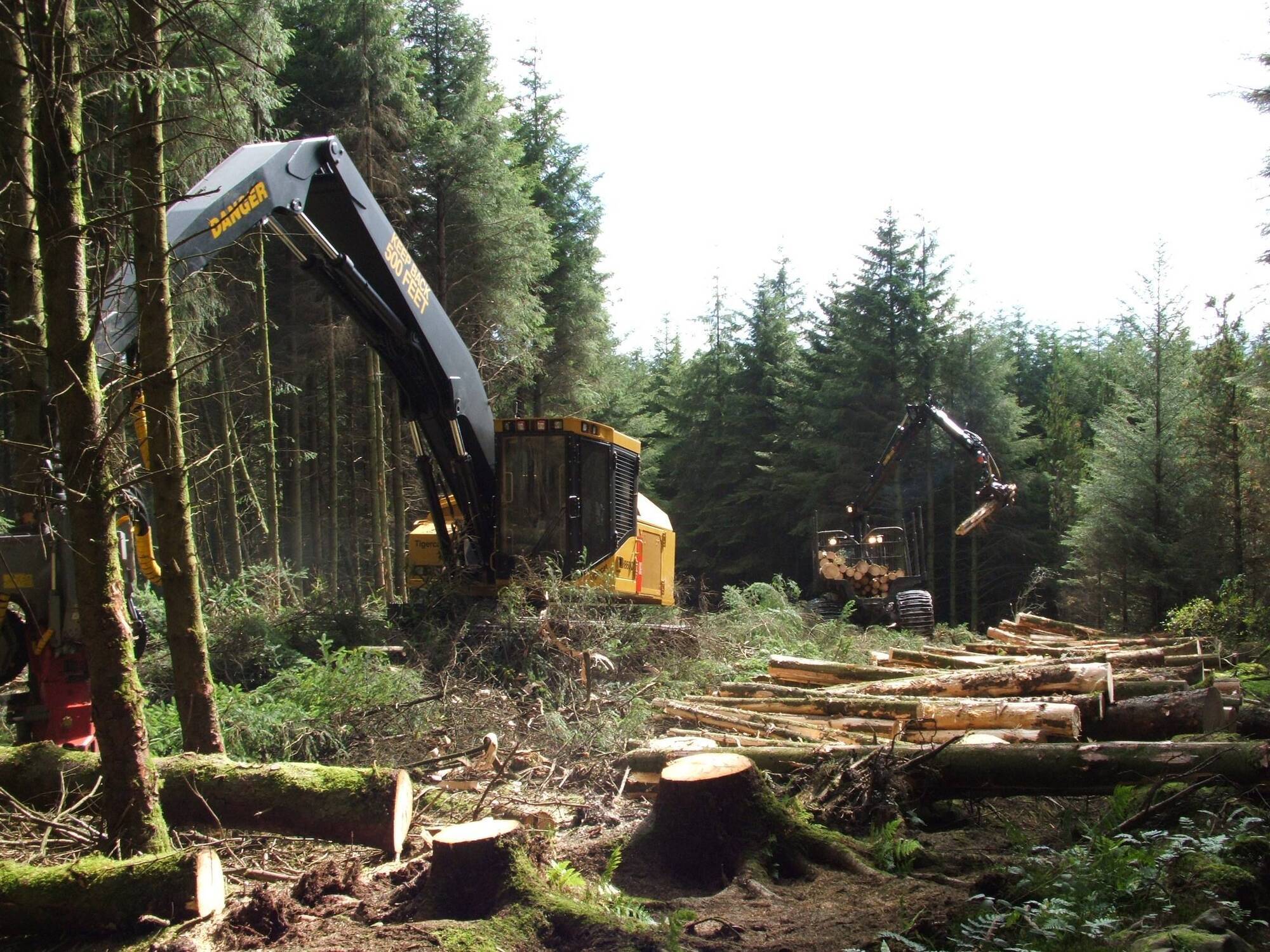 220 private felling licences were issued during the month of June - the highest number in five years. File Picture. 