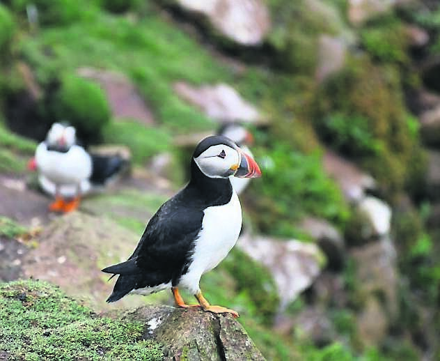 Puffins at the Saltees