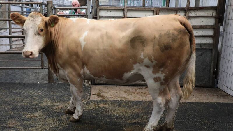 Feeding Cattle for slaughter this autumn