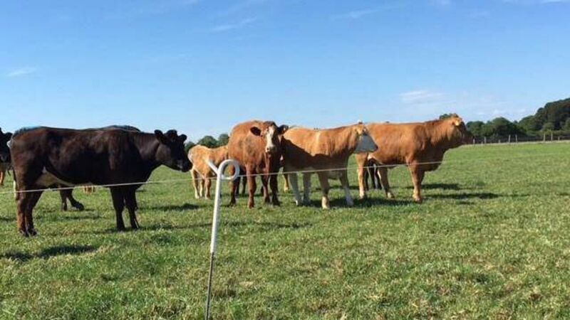 There's no quick fix when it comes to mastitis control