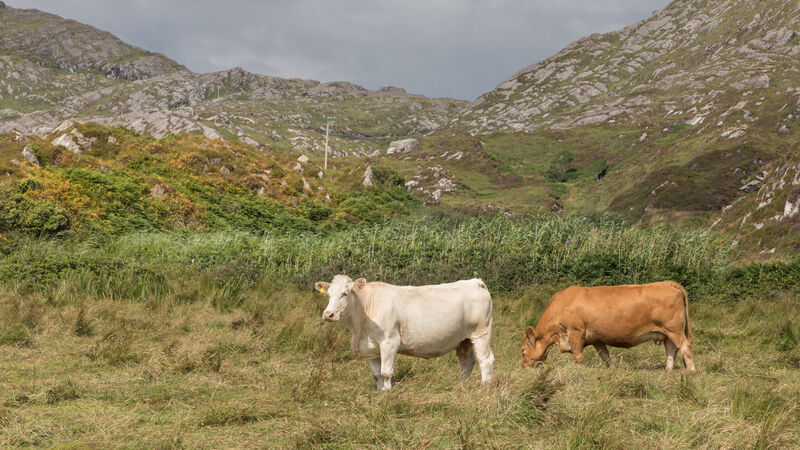 Antiparasitic medicines will become prescription only from January