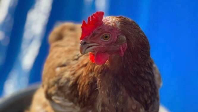Hens have proved popular throughout the lockdowns and are great company. Picture: Littlehill Animal Rescue and Sanctuary