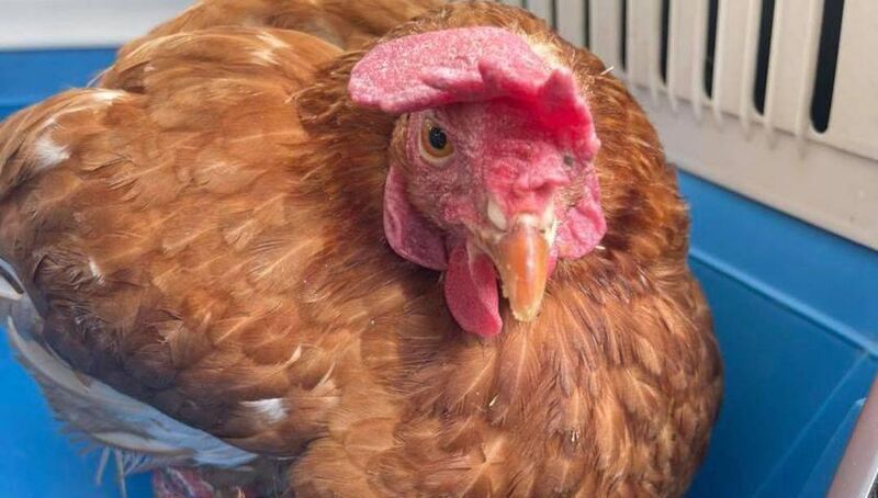 The laying hens are looking for good homes. Picture: Littlehill Animal Rescue and Sanctuary