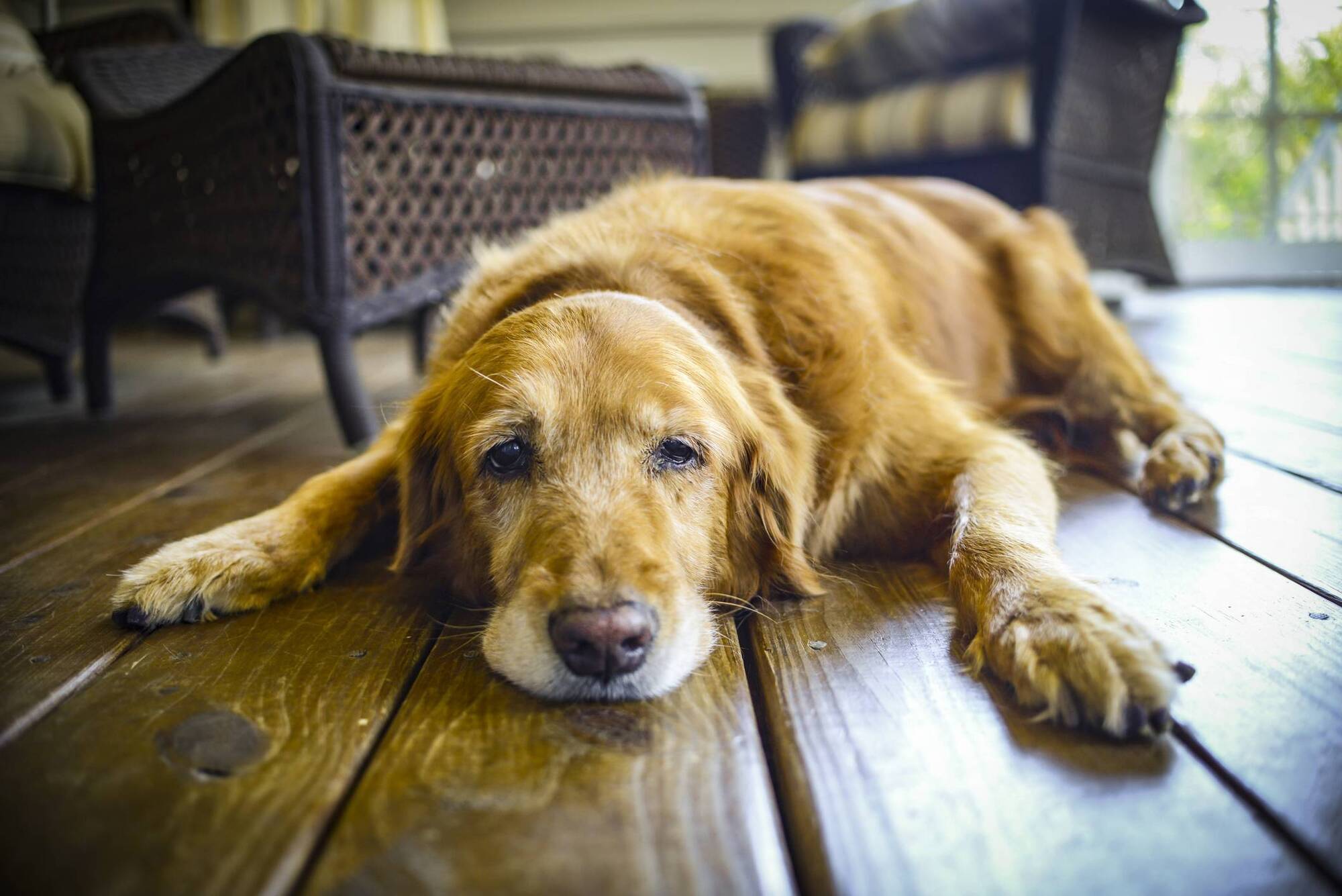 Pete the Vet: The seven ways to spot dementia in elderly cats and dogs