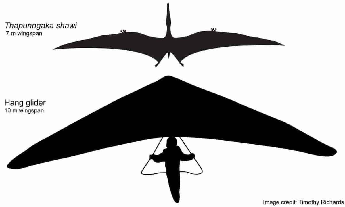 Thapunngaka shawi’s seven-metre wing span is only three metres shorter than a hang glider’s. Picture: Tim Richards/University of Qld