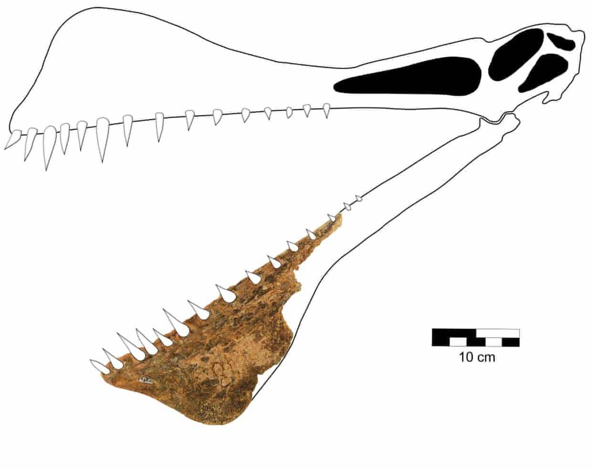 Researchers were able to differentiate Thapunngaka shawi as a new species, despite having only the front piece of its lower jaw to work with. Picture: University of Queensland