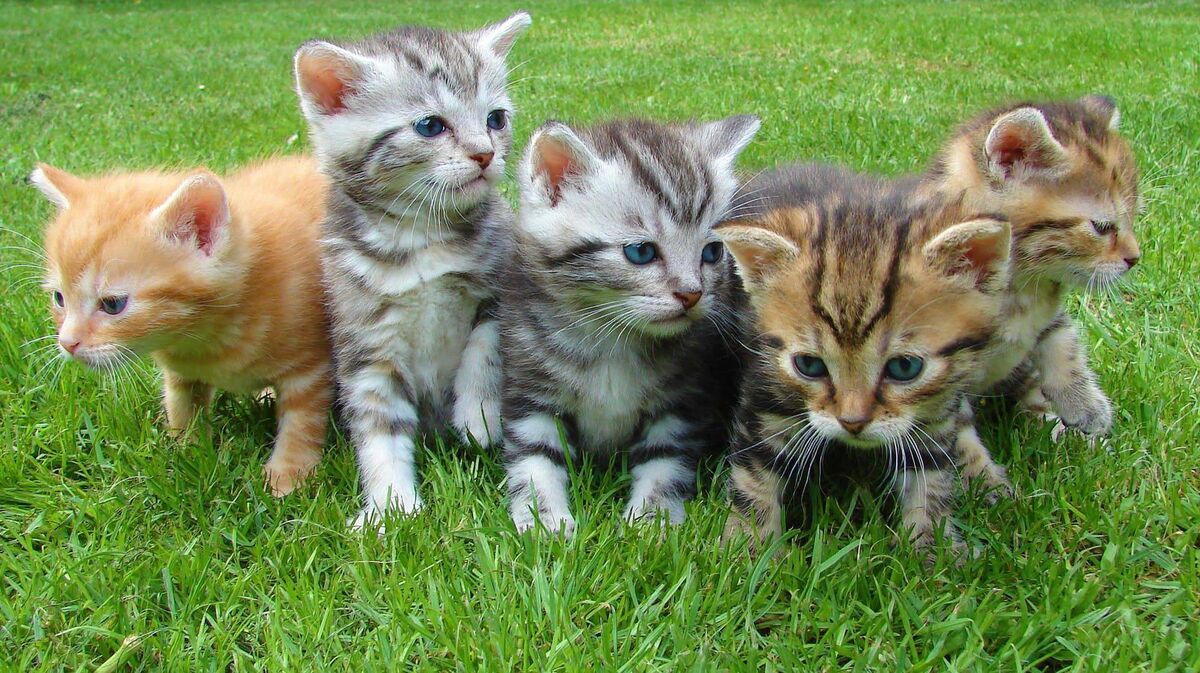 Rescue services often assist members of the public to recover their pets. Picture: Pexels