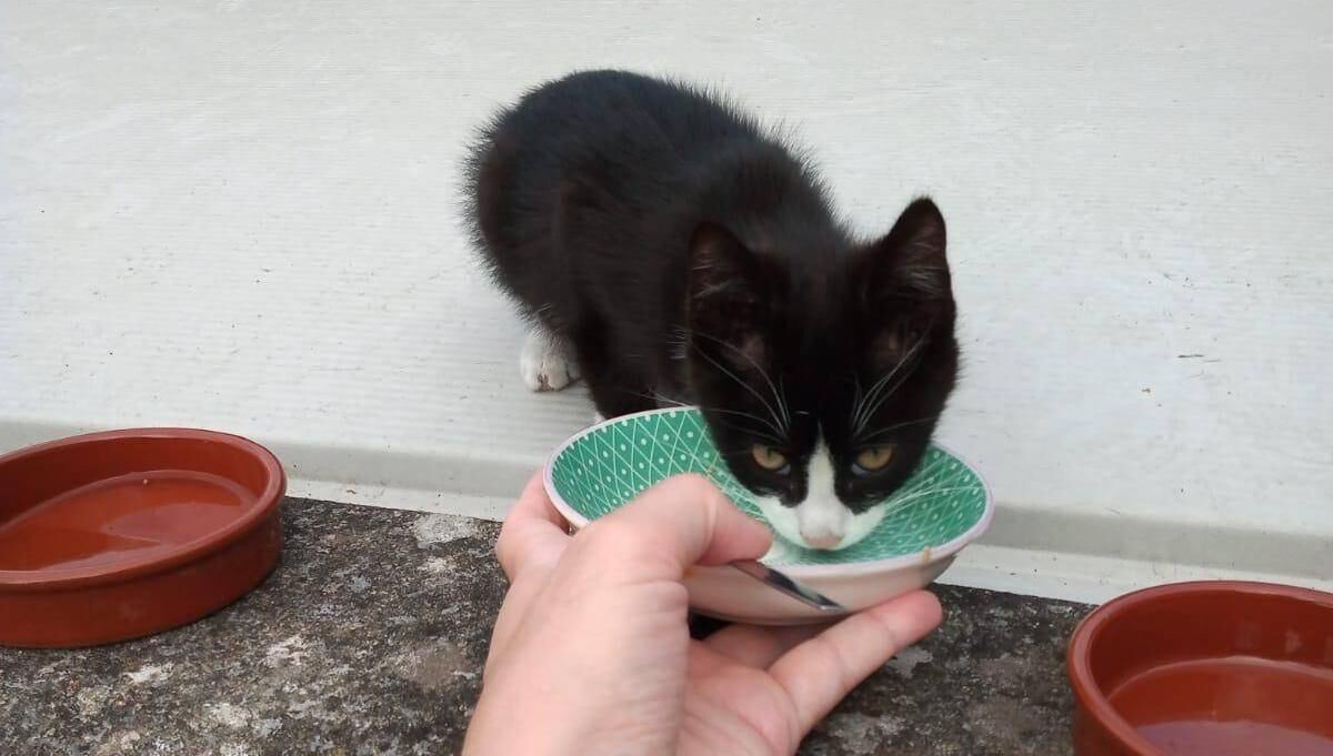 Lucky is now on the way home for a big feed and a drink before a trip to the vets later for vaccines. Photo: Lidia Riera Lucky is now on the way home for a big feed and a drink before a trip to the vets later for vaccines. Photo: Lidia Riera