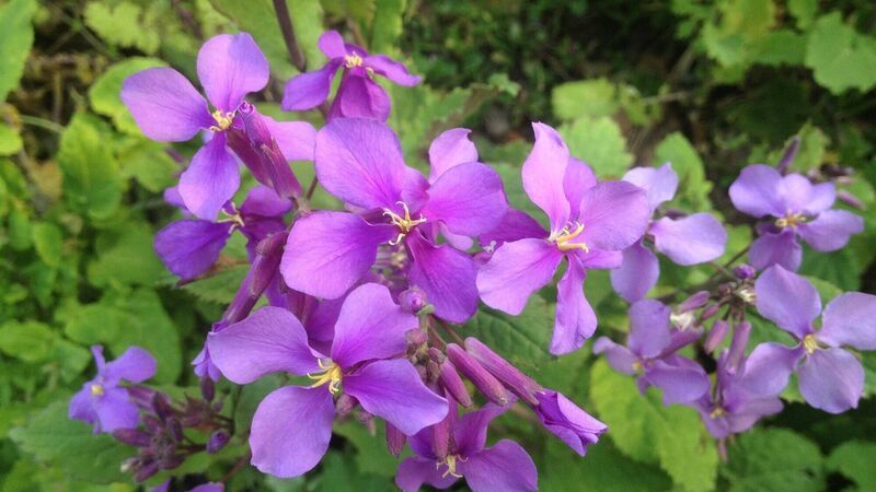 Garden Digest: Events to help you boost the room outside