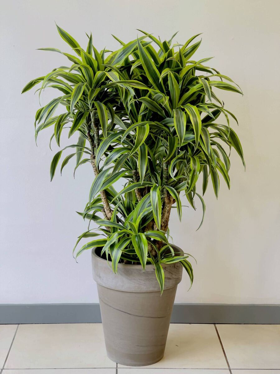 Dracaena lemon lime at Ballyseedy Garden Centre. 