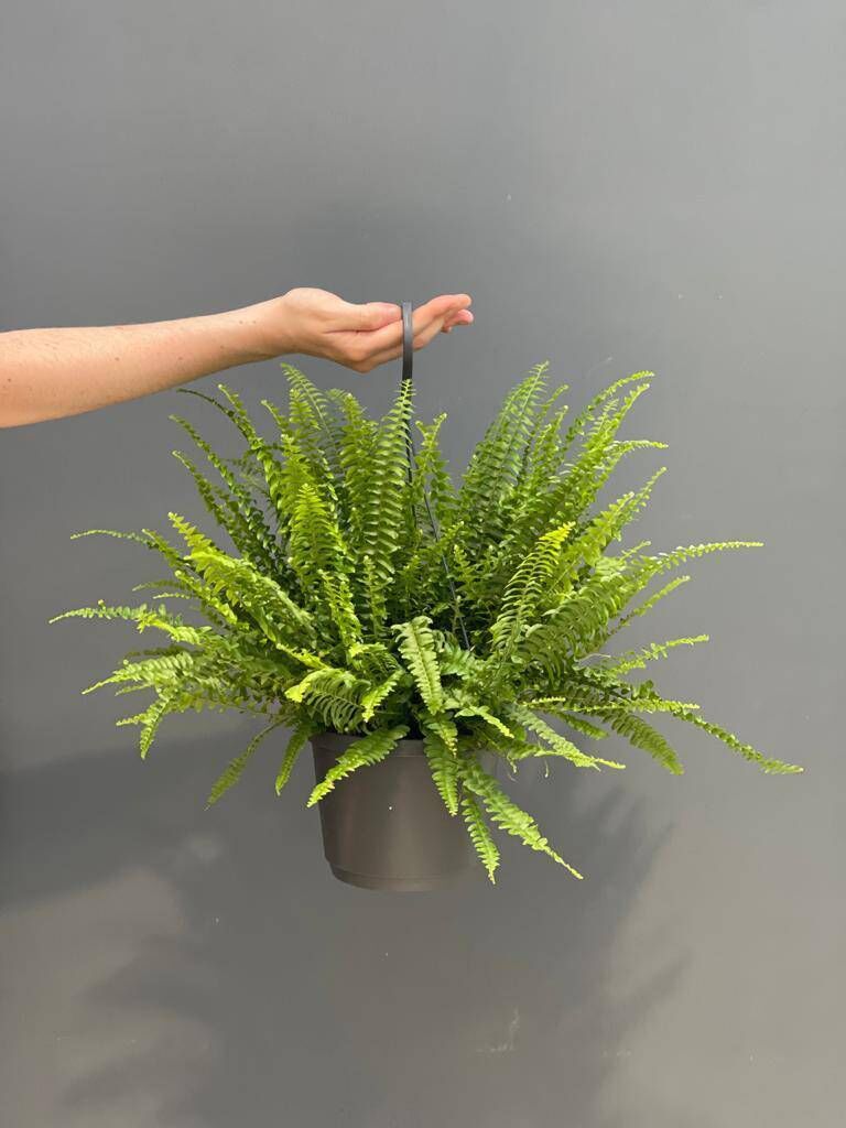 Ballyseedy Home &amp; Garden Boston Fern €20.