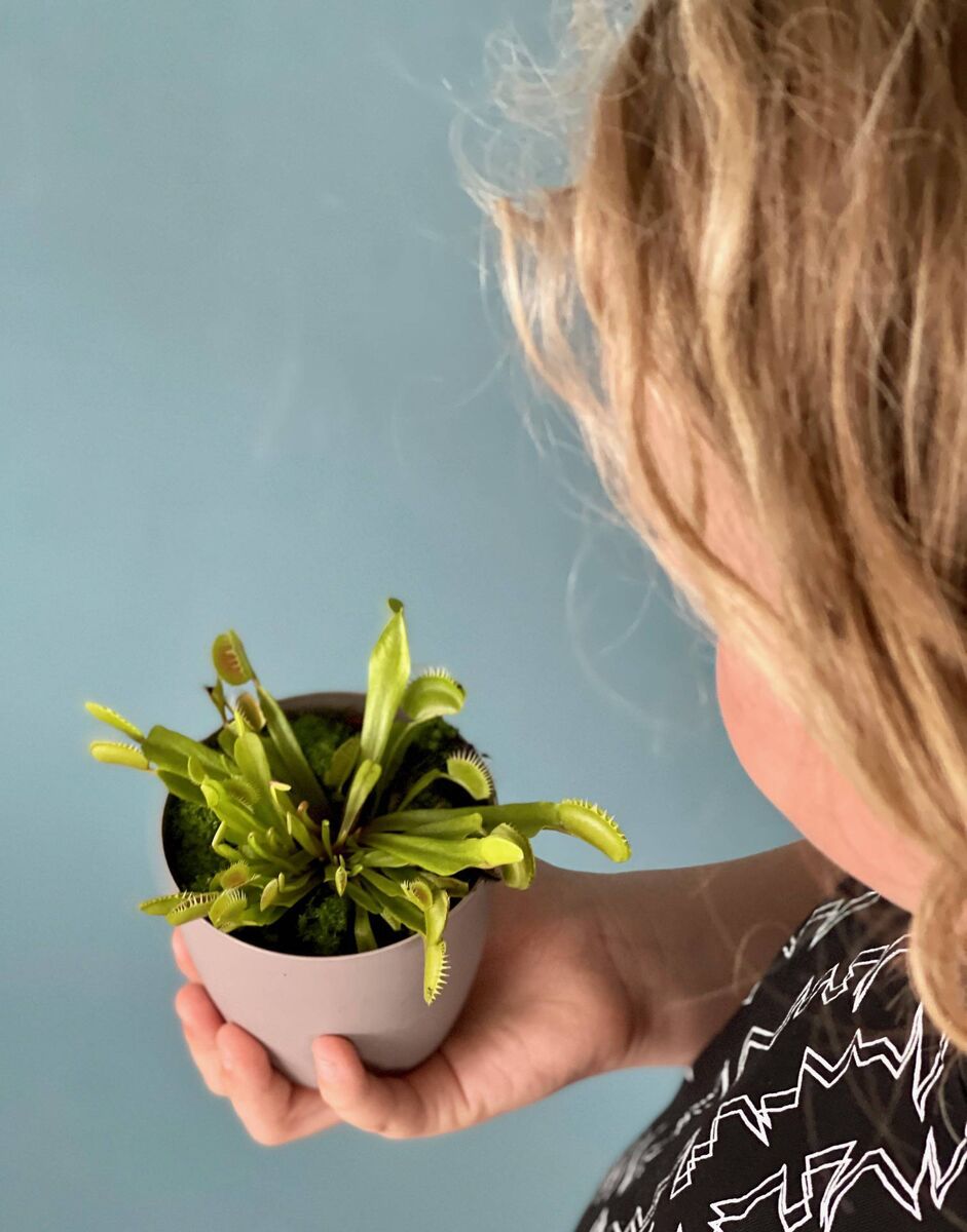 Venus fly traps, Ballyseedy.