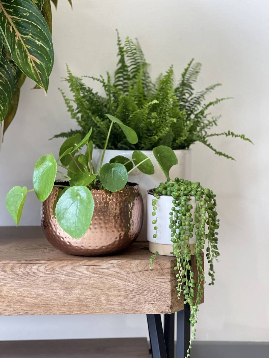 Ballyseedy Garden Centre has experienced a demand for indoor plants this summer.