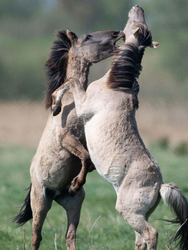 Konik ponies fight for dominance during the foaling season at the National Trust's Wicken Fen Nature Reserve in Cambridgeshire. 