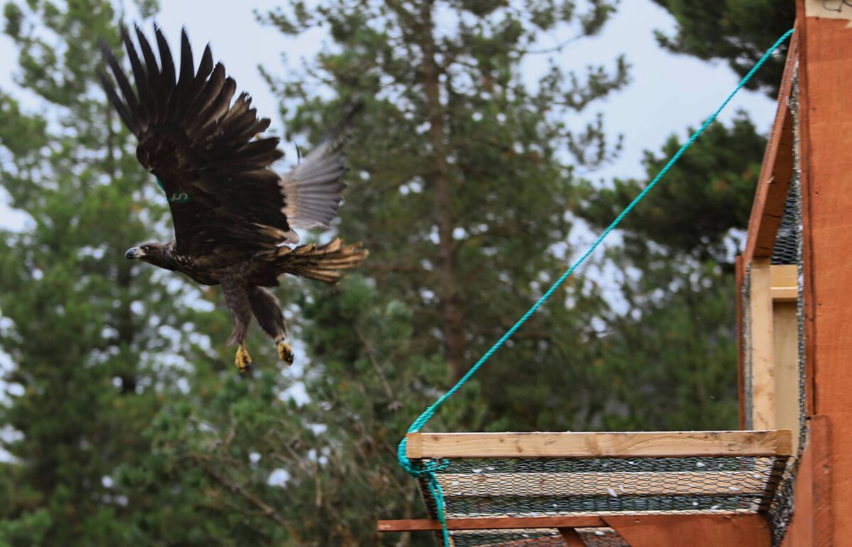 Twenty-one Norwegian-born White Tailed Eagle chicks were released into the wild at the four Munster sites. Picture: Valerie O’Sullivan Twenty-one Norwegian-born White Tailed Eagle chicks were released into the wild at the four Munster sites. Picture: Valerie O’Sullivan