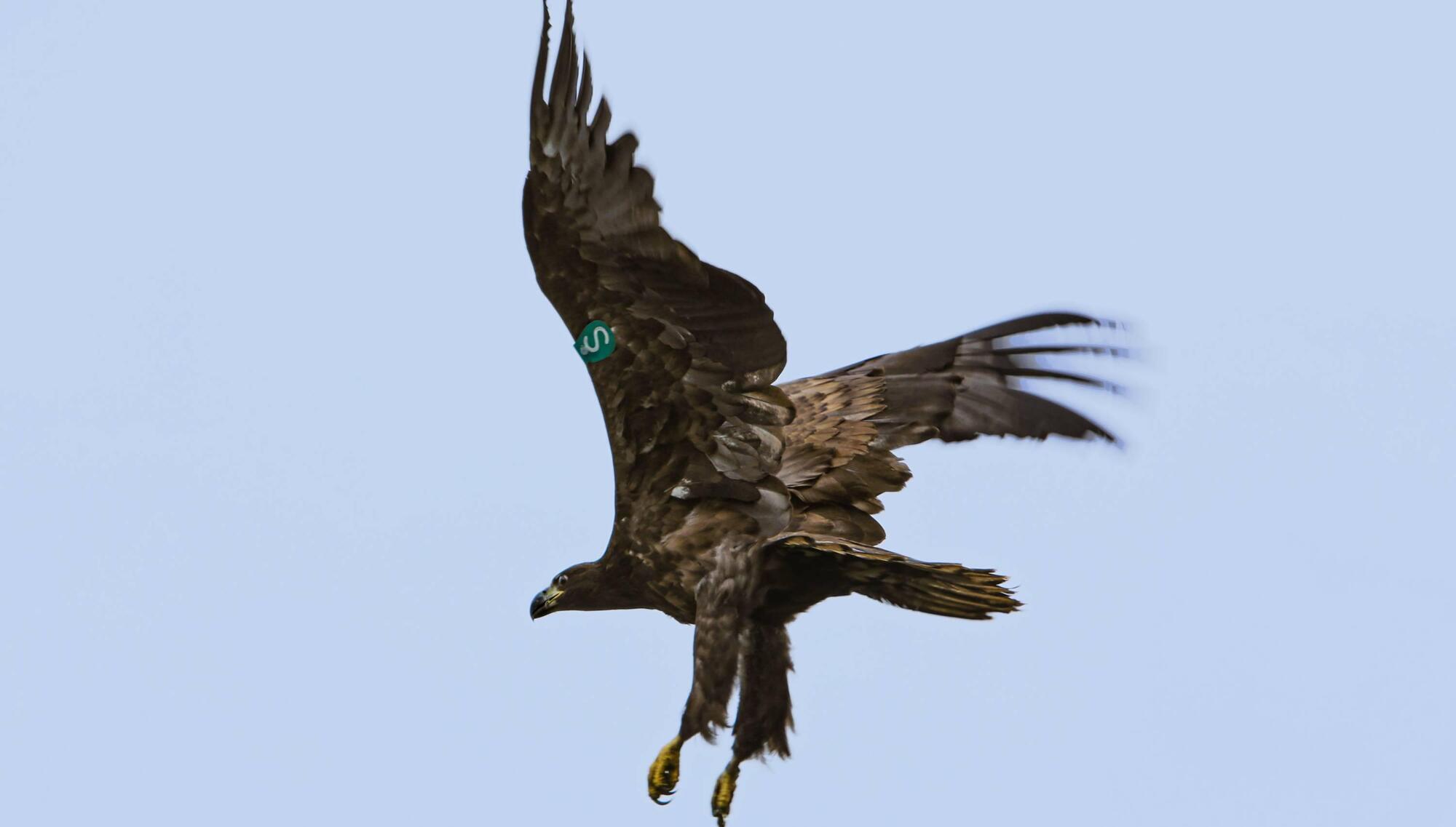 White-tailed sea-eagles were a conspicuous part of the Irish landscape before being driven to extinction in the 19 and early 20 century by human persecution. 