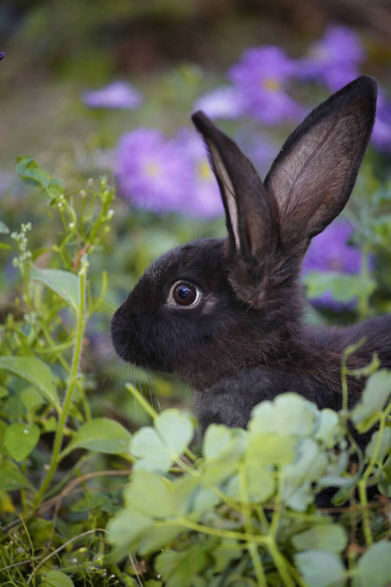 melanism, more common than albinism in rabbits, occurs naturally in European warrens. melanism, more common than albinism in rabbits, occurs naturally in European warrens.